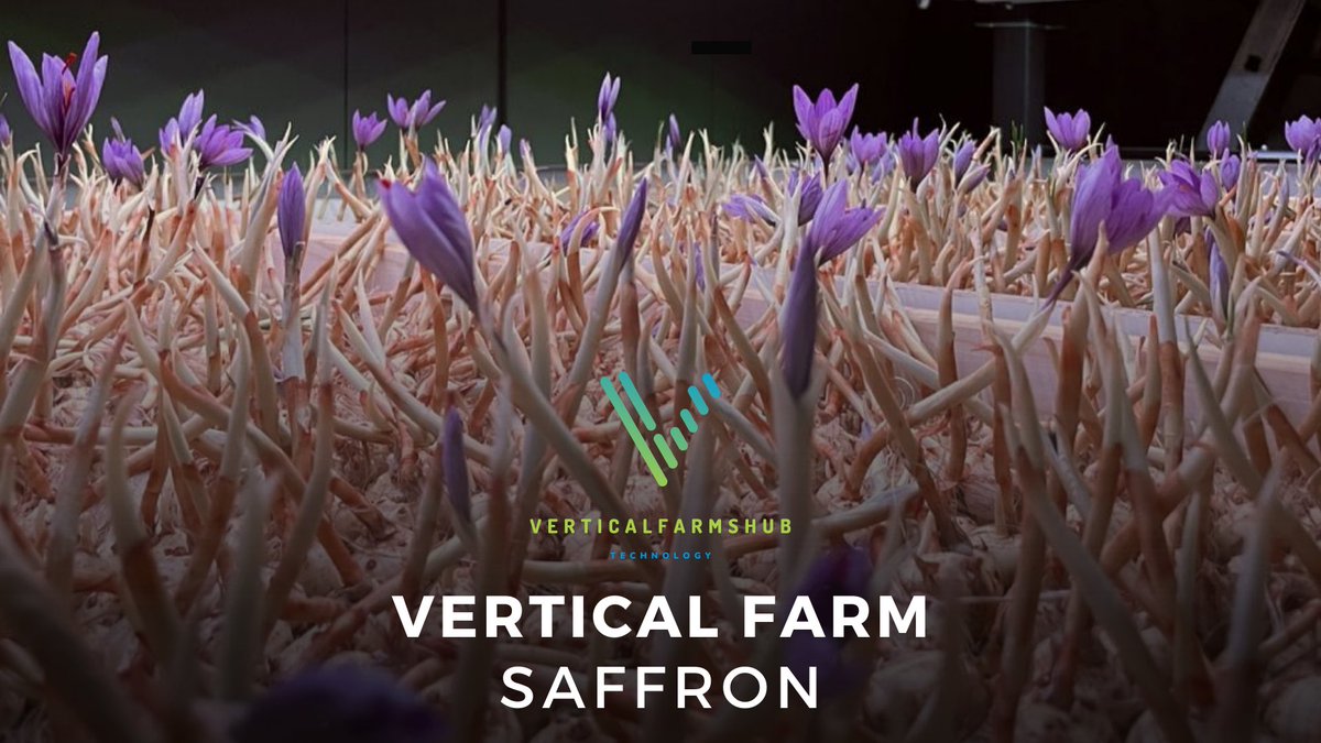 VFHNews's tweet photo. @velesfarming is a leader in sustainable saffron production through vertical farming. Their high-quality saffron, with reduced water consumption, exemplifies innovation and environmental respect in the agricultural sector. 

Read the post:  https://t.co/2ErTrV7WM9 https://t.co/wCkVPZ9wlY