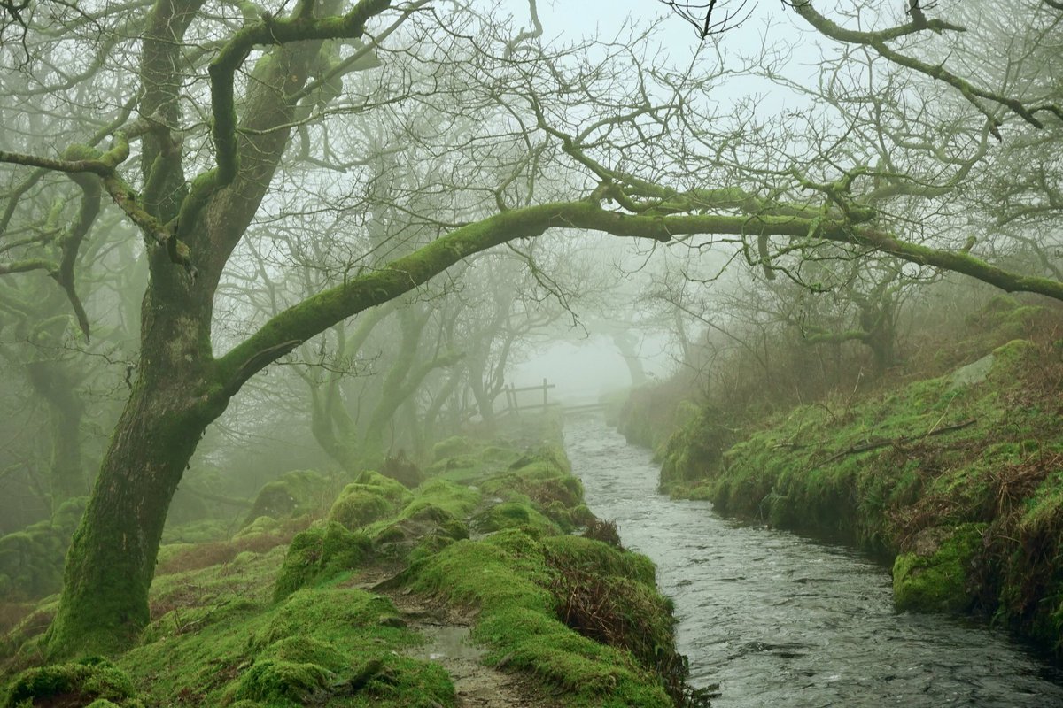 Pictures taken this week at a beautifully foggy and atmospheric Burrator, #Dartmoor, #Devon this week.
