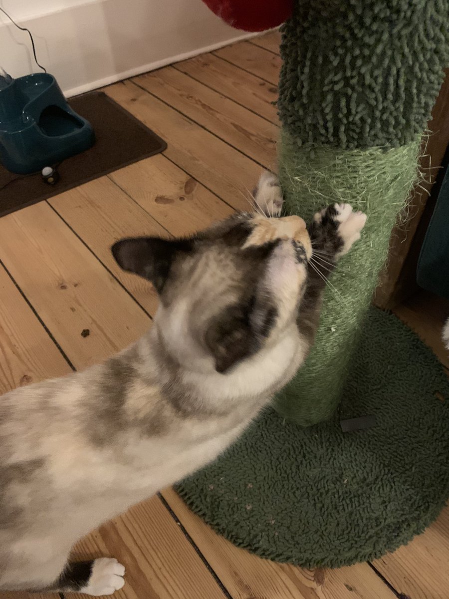 helenraw's tweet photo. Wee #AuroraBoo is back in the building and has so far hoofed the picture of Biscuit (our family dog) off the old beast steps, had a scratch, a drink down the cat pub and now wants a word 😹😻 It’s gonna be a fun few days
#TheCatAndDogLady https://t.co/Rvgjnvz0GI