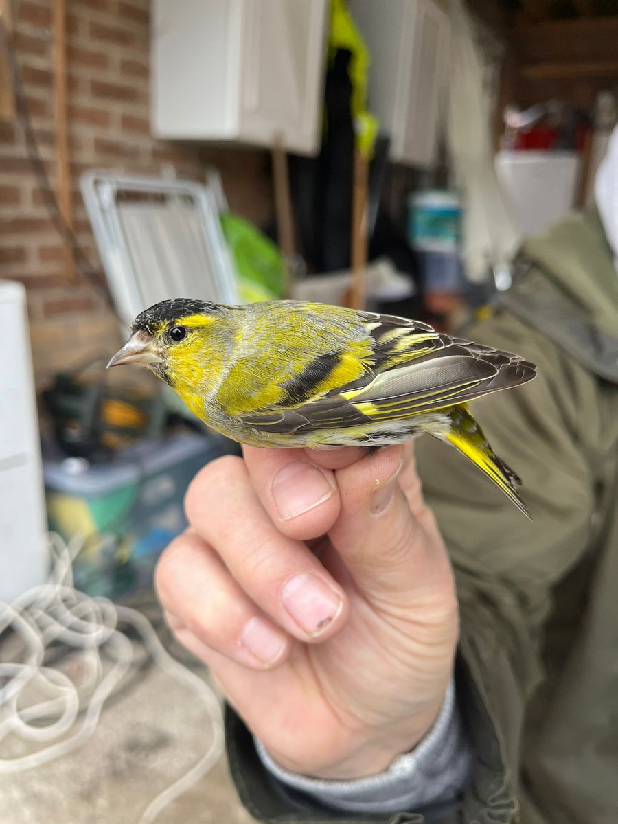 Lots of Siskins moving at the moment, attracted to feeders with c150 trapped and ringed  in Feb . Hope for some re-encounters from the Scottish ringers. I had one ringed as juv August 2021 at Peebles, on the Scottish Borders. On his way home now😎 <a href="/CAWOSBirding/">Cheshire & Wirral Ornithological Society</a>  <a href="/CHESHIREBIRDING/">C & W BIRD NEWS</a>