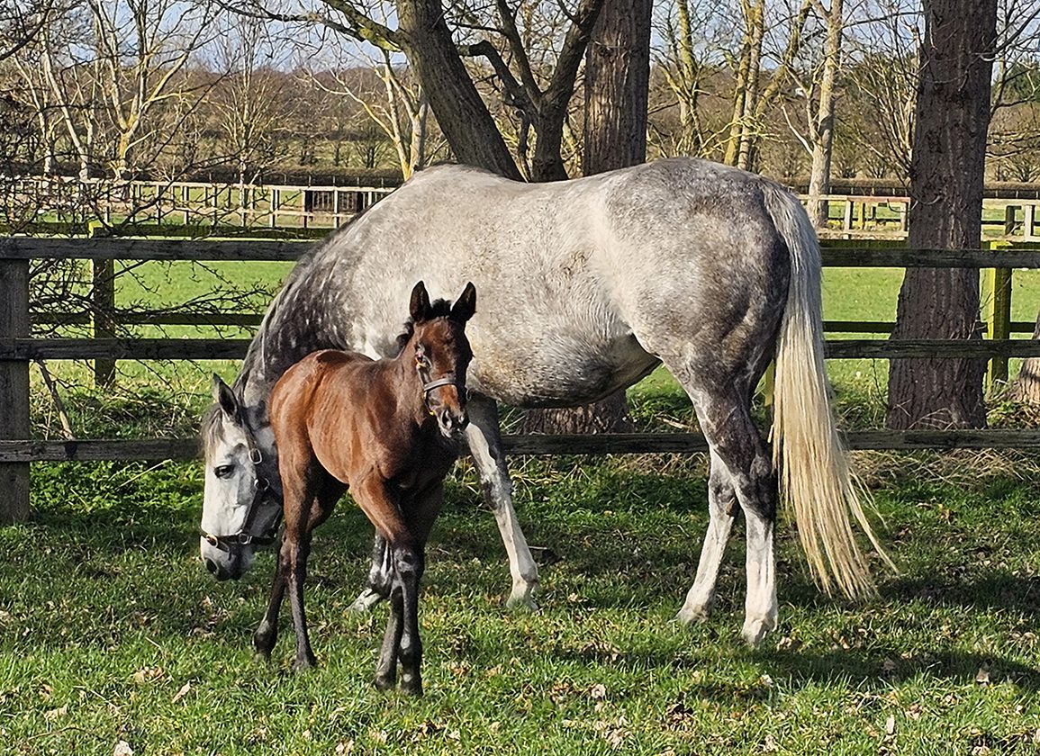 Racing Post Bloodstock tweet media