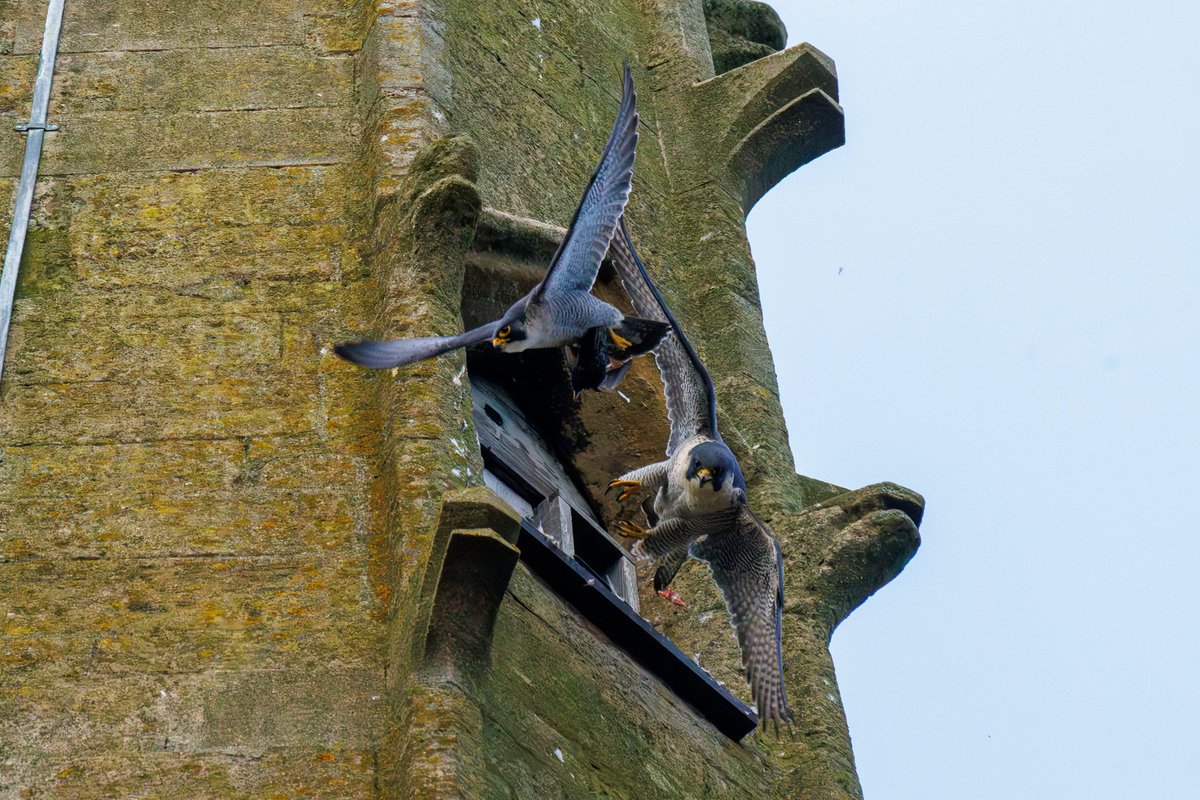 Norwich Peregrines 📷 tweet media