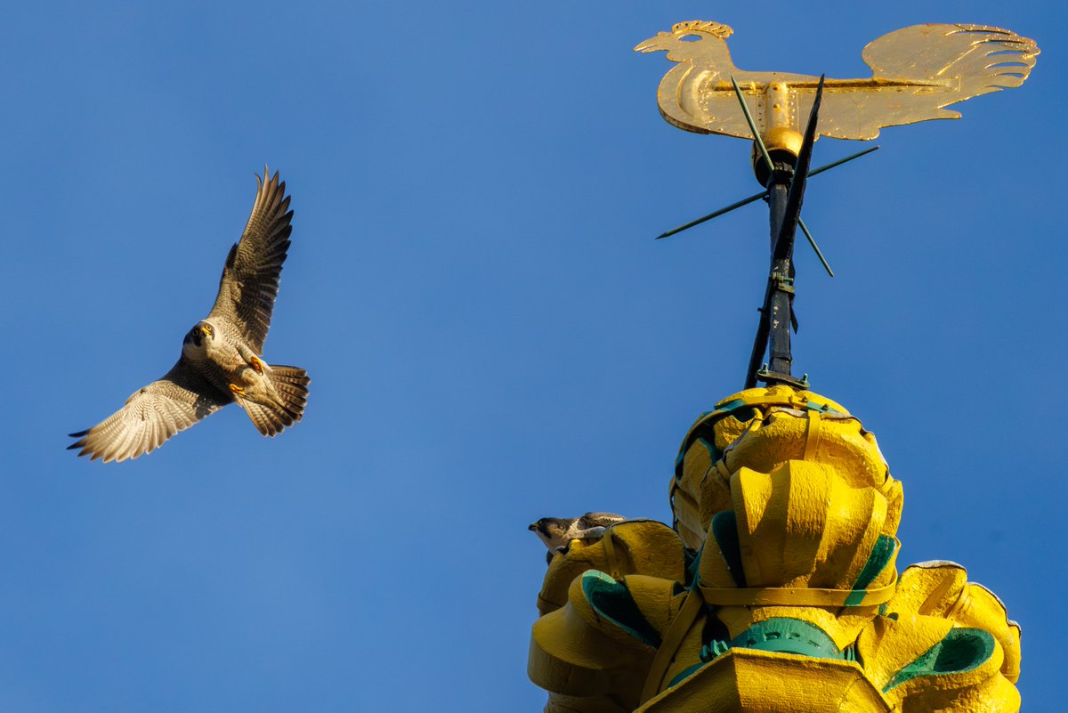 Norwich Peregrines 📷 tweet media
