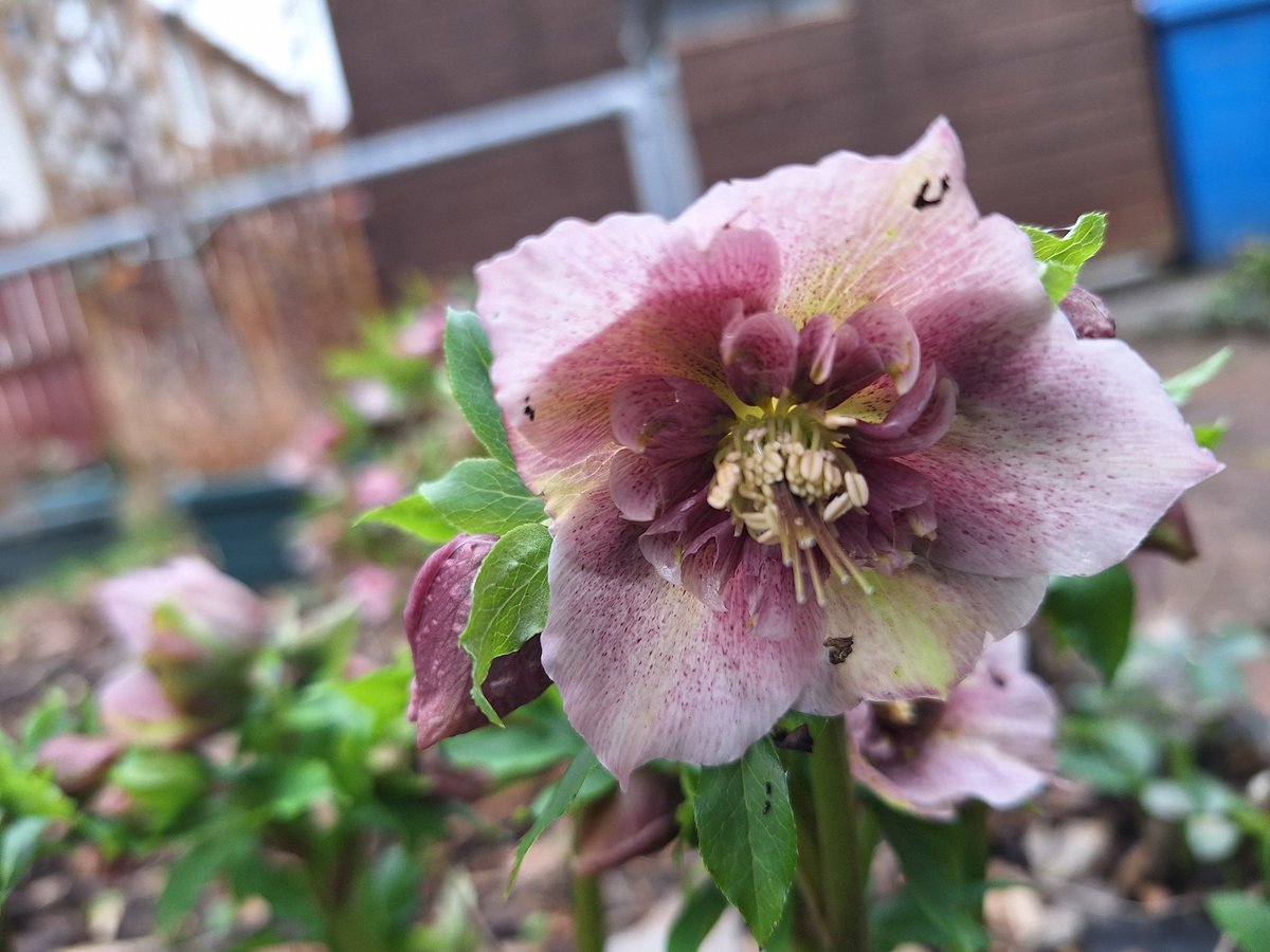 Hellebore love ❤️ #hellebores #springflowers