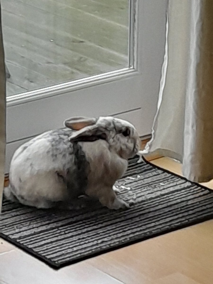 Pals, I have reached a milestone this week. I have done some mischief. Look at the tiny bits of curtain on the mat. I did it, I, Alex, did it.  #proudears 
It happened a few days ago since then. I have been back to sainthood, polishing me halo. After nearly 3 years, finally 🐇
