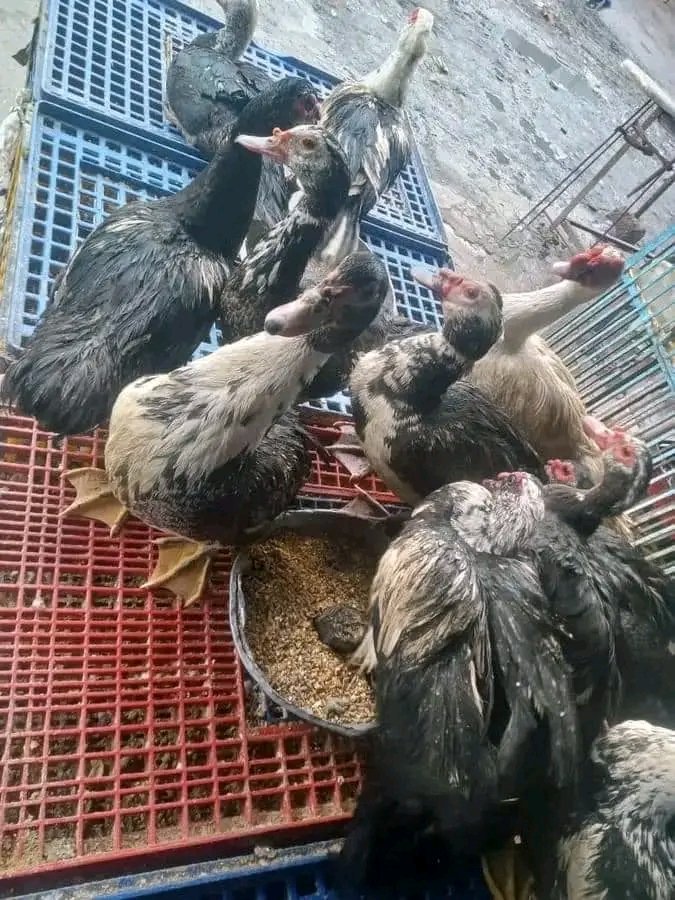 صورة ب 10 تلاف جنيه