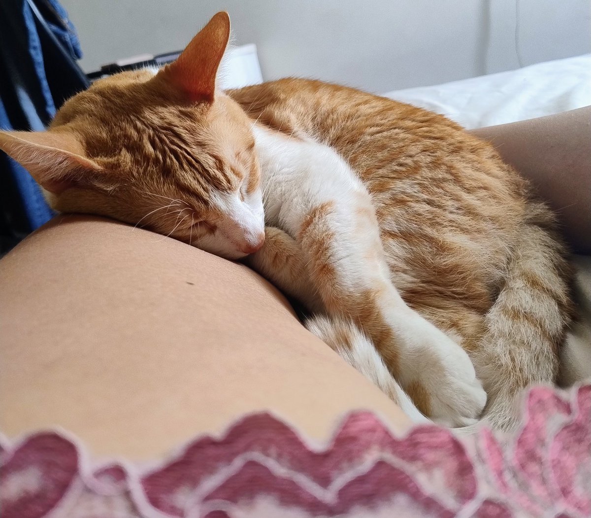 lotus_1_flower's tweet image. E ele segue o dia assim... grudadinho em mim.
#pet  #filhote #CatsLover #Cat #bbb