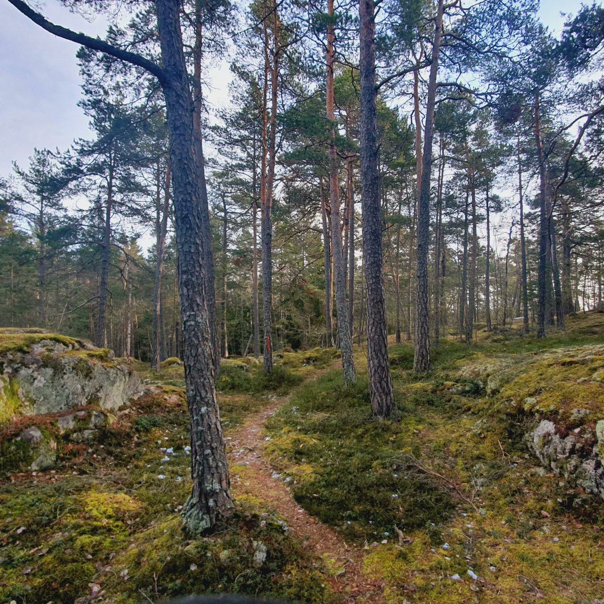 Sherringford56's tweet photo. Lunchwalk in the nearby Grimsta Woods. Small patches of snow and ice, but can we already celebrate the advent of Spring? That is the question😁 #Woods #woodwalking #Trees #nature #NaturePhotography #NatureBeauty #Naturetherapy #BeautifulStockholm #Grimsta 🇸🇪 https://t.co/WnNj822x1r
