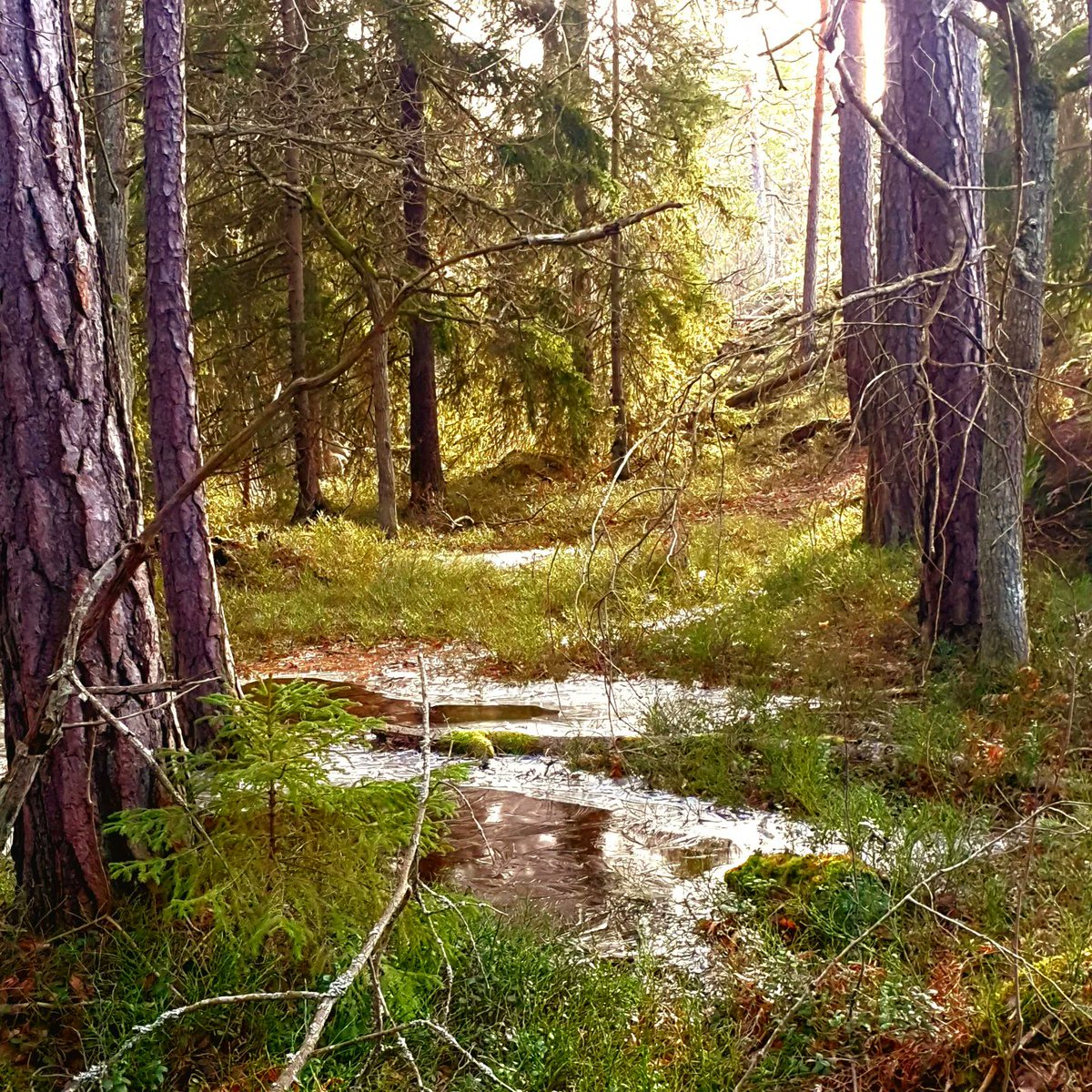 Sherringford56's tweet photo. Lunchwalk in the nearby Grimsta Woods. Small patches of snow and ice, but can we already celebrate the advent of Spring? That is the question😁 #Woods #woodwalking #Trees #nature #NaturePhotography #NatureBeauty #Naturetherapy #BeautifulStockholm #Grimsta 🇸🇪 https://t.co/WnNj822x1r