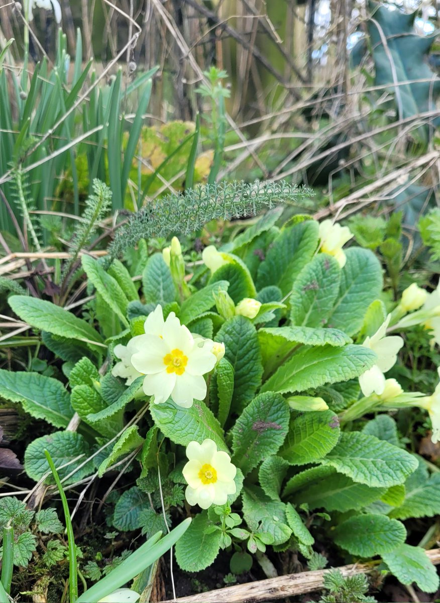 Favouring shade, primroses (Primula vulgaris) are blooming in hedgerows &amp; woods. The prima rosa (first rose) of #Spring, it isn't always clear (Grigson) whether the name referred to the #primrose or #cowslip (P. veri, OE cúslyppe). As ME primerole it occurs in many place-names.