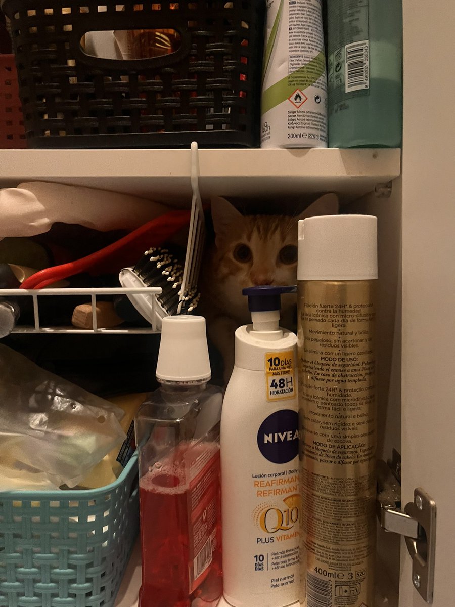 sofipinn's tweet image. nosotros llorando porque no encontrábamos al gato por ningún sitio

el gato: