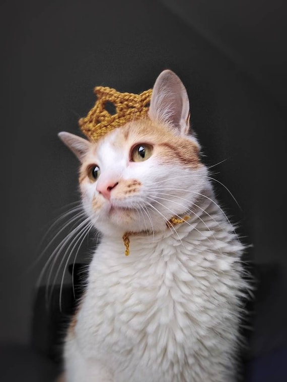 GreenSlipStitch's tweet photo. @Cat_Cosplay Hello from Cats in hats
https://t.co/OjfF2ctxm1 https://t.co/5LuTMURpF1