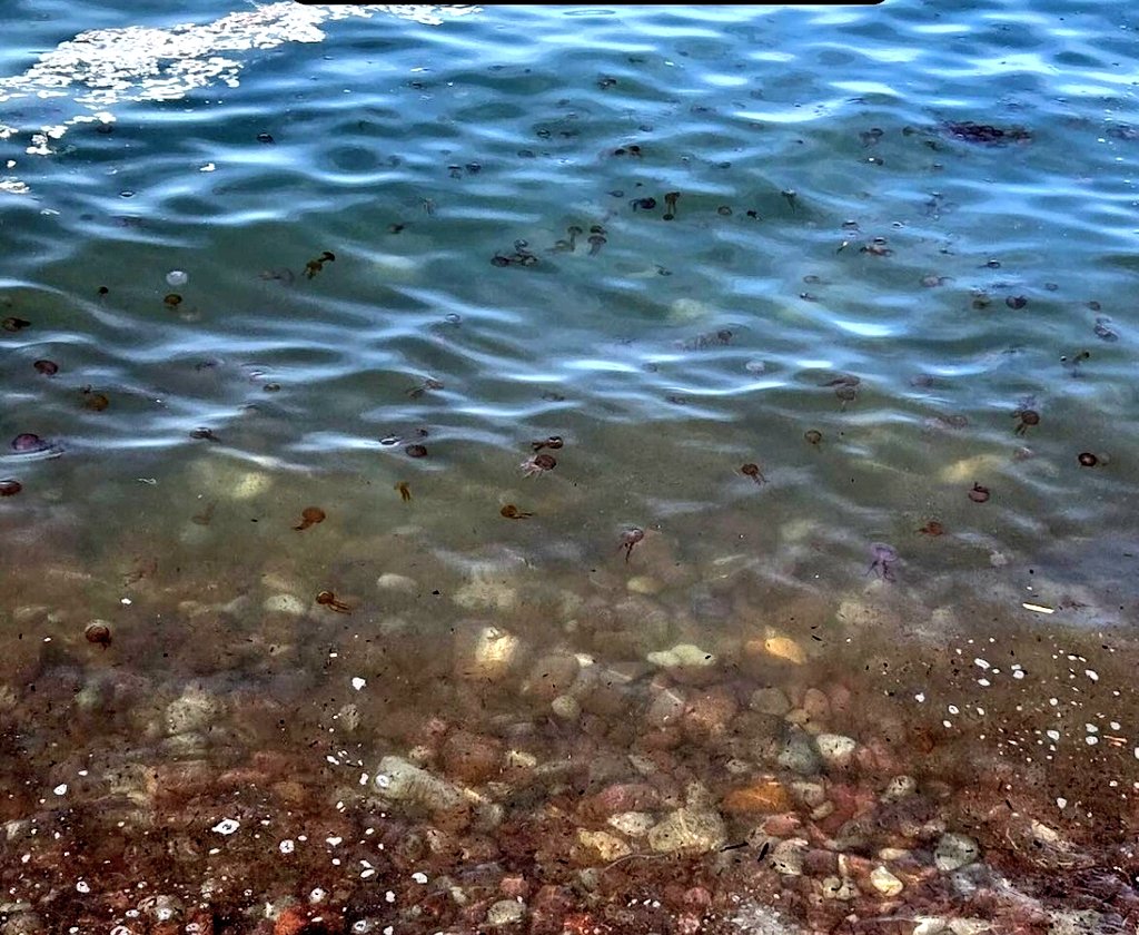 EvaAguiarFernnd's tweet photo. Amazing the amount of jellyfish landed today, February 18-16h  at  Port des Canonge [Mallorca]
@socib_icts model indicates  warm southerly currents and  SST anomaly appears to be almost a degree from last year.
@obsdelmar @GOOSocean @IMEDEA_UIB_CSIC @IEOoceanografia @Cambio2100 https://t.co/7OOJY5fV3z