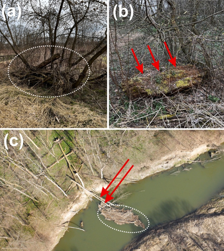 🌳🌊 Teaming up with @KuglerovaStRipE, we've uncovered how large wood in a meandering river shapes ecosystems and landscapes. Our findings highlight LW's key role especially in areas enriched by hardwood forests and beaver activities. ➡️sciencedirect.com/science/articl…