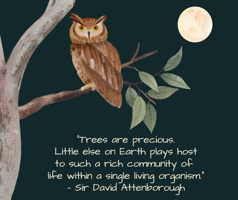 SaveKirkleesTrees💚🌲🌳💚 tweet media