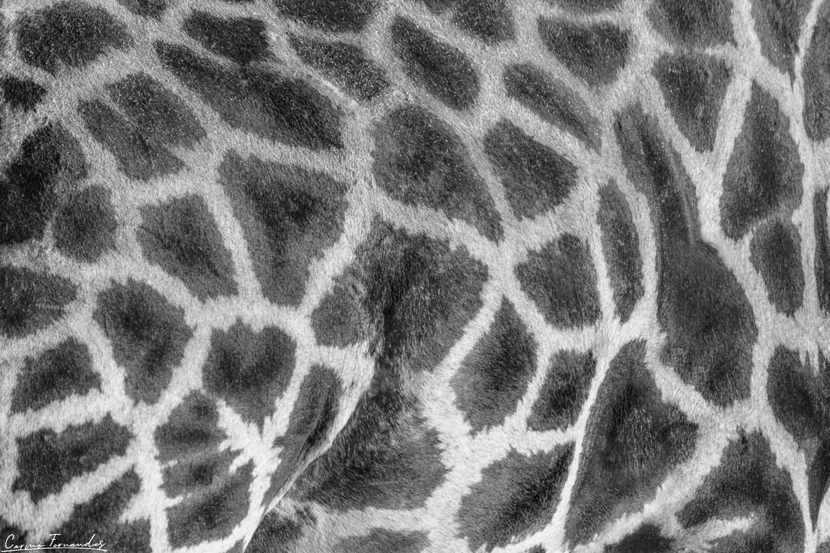 Raider_Warrior's tweet photo. Nature's Patterns of Beauty!๐ค
#TCCPatterns #Canon
#7D #TCCphotography
#TheCapturedCollective
#zebra #cheetah #giraffe #eagle #ThePhotoHour
#wildlifephotography #fineartphotography
#photooftheday #ishootwithorms
#NaturePhotograhpy
#PhotographylsArt #blackandwhite https://t.co/EvtJuCI9Ax
