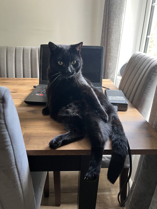 Binx is Salem&rsquo;s brother. At night it&rsquo;s really hard to tell them apart. I just saw him and thought, who&rsquo;s