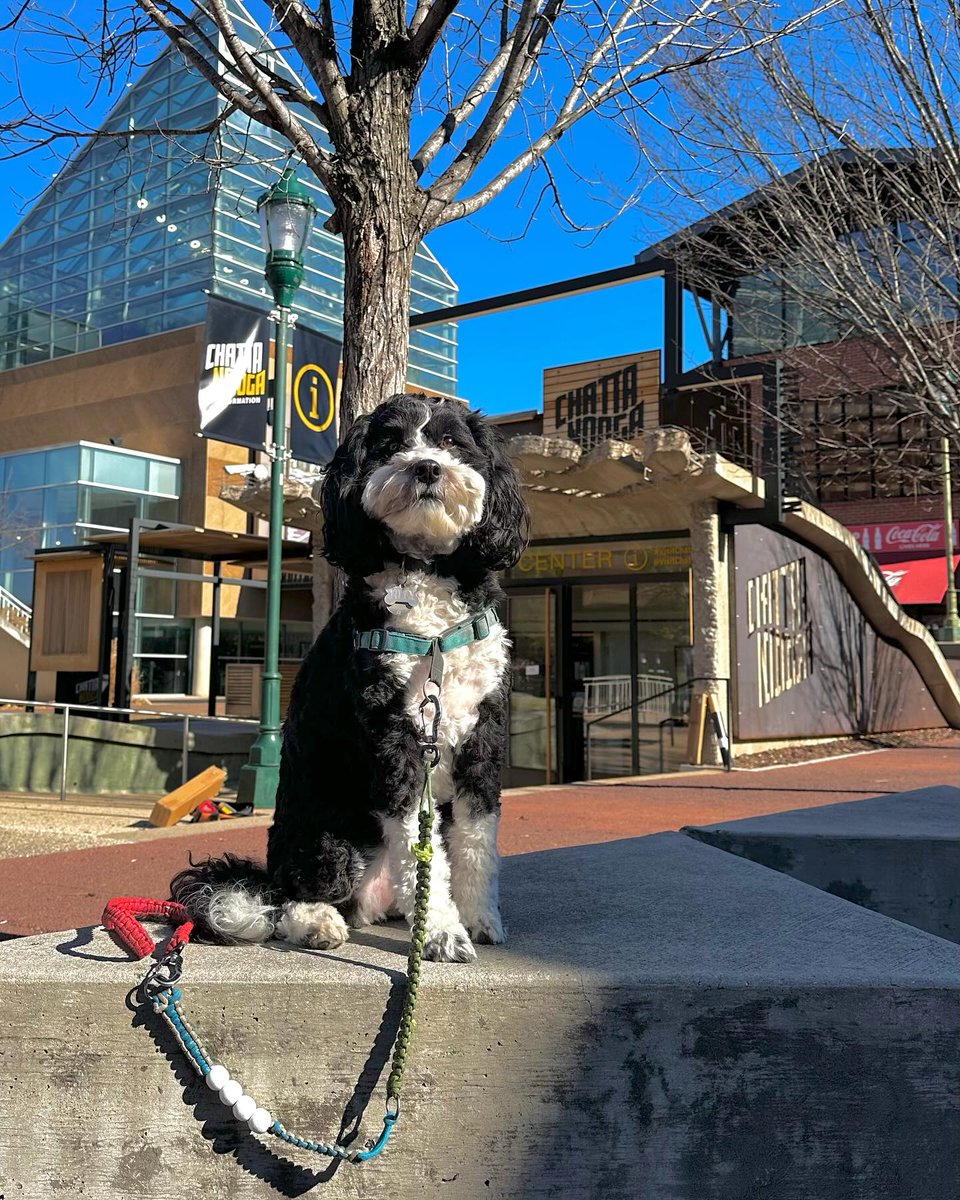 Looking quite fetching, if we do say so ourselves 🐶 📸 : IG tillythewanderdog 📍 : in front of the Chattanooga Infomation Center (it's dog-friendly too) at Aquarium Plaza 🐾 #visitchatt #chattanooga #tennessee #downtownchatt