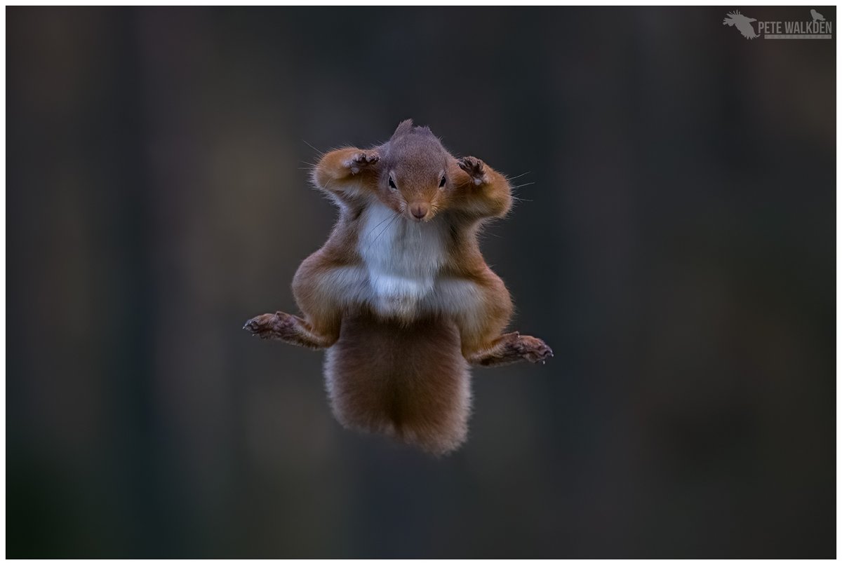 Red Squirrel - leaping through the woodland today. #RedSquirrel #wildlifephotography #ThePhotoHour #Scotland #workshop #Highlands