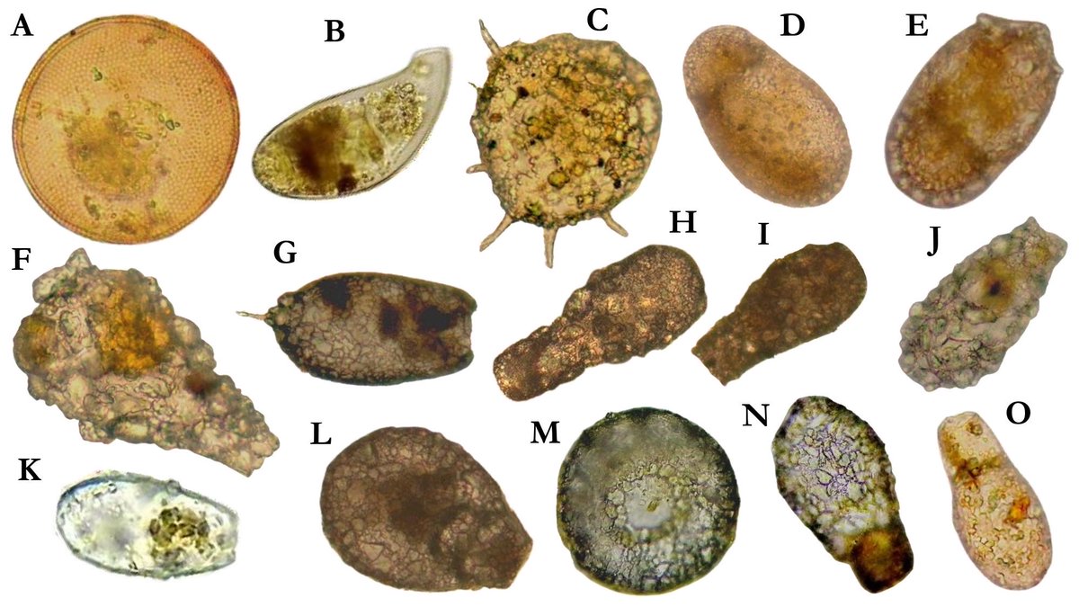 Carlos Lasso tweet media