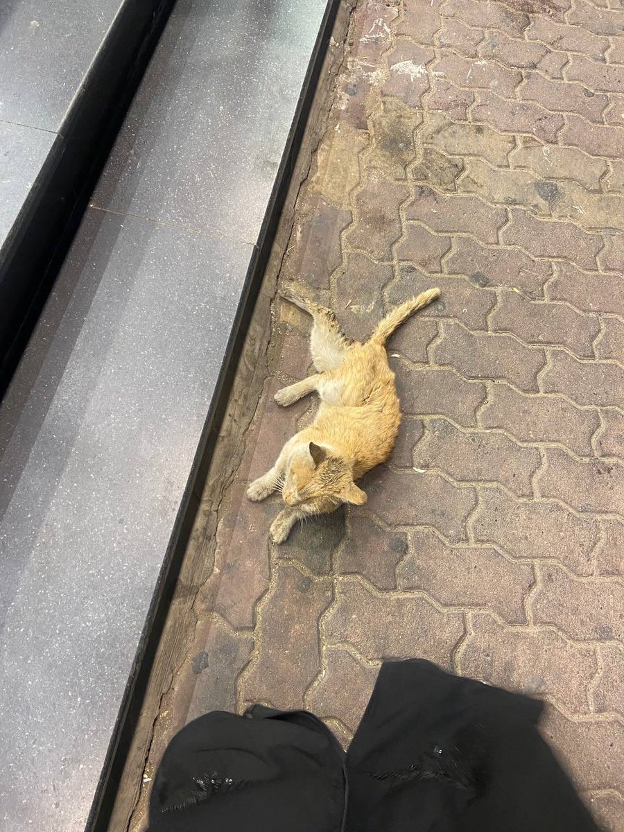 hananalharbiih's tweet photo. قطة مدعوسه اطرافها السفلية ماتتحرك
ماهي قادره حتى تاكل او تتحرك 
...
اتمنى اللي يقدر ينقذها مايقصر
الموقع جدة امام بوابة تن اون تن عند الصالة الاقتصادية النسيم
... 
في حال رحتو وماشفتوها بتكون حول المكان ماراح تقدر تبعد لانها قدام عيوني ماتقدر تمشي ابداً بس تزحف عالبطيييء https://t.co/3amYA182np