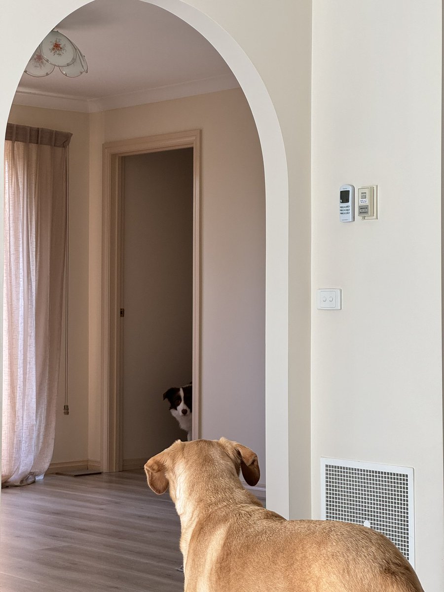 Rockmelon7's tweet photo. WHAT ARE YOU LOOKING FOR?👀 
#labrador 
#BorderCollie https://t.co/Nk1miWzbLp