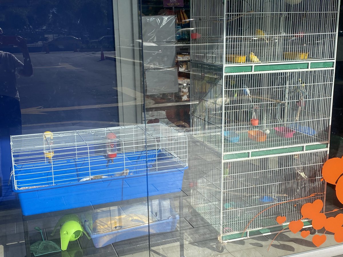 En el CCI centro un solazo de atrás de vidrio  estos pobres animales toda la tarde @mundomagicodelamascota