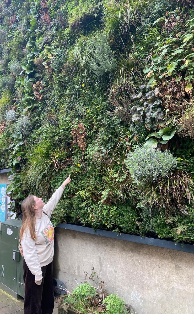 EllafClark's tweet photo. Finding this narcissus on a living wall made me very happy 😊 🌼
#wildflowerhour https://t.co/eRCcGQO1QL