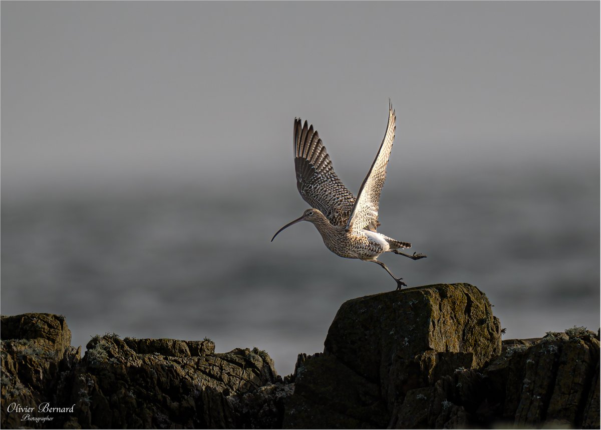 Curlew
<a href="/barrabest/">Barra Best</a>
<a href="/WeatherCee/">Cecilia Daly</a>
<a href="/angie_weather/">angie phillips</a>
<a href="/BelfastHourNI/">#BelfastHour</a>
<a href="/UlsterWildlife/">Ulster Wildlife</a>
<a href="/NatureMattersNI/">Nature Matters NI 🌍</a>
<a href="/RSPBNI/">RSPB NI</a>
<a href="/DiscoverNI/">Northern Ireland</a>
<a href="/CopelandBirdObs/">Copeland Bird Obs.</a>
<a href="/carolinenolan99/">Caroline Nolan</a>
#BelfastHour
<a href="/Irishwildlife/">Irish Wildlife Trust</a>
<a href="/NatureUK/">NatureUK</a>
<a href="/britwildlife/">British Wildlife Mag</a>
<a href="/BWCtweets/">British Wildlife Centre</a>
<a href="/WildlifeTrusts/">The Wildlife Trusts</a>
<a href="/bbcwildlifemag/">BBCWildlifeMagazine</a>