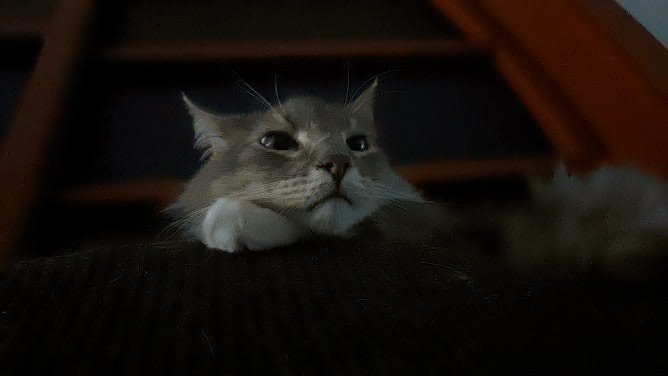 PayasaCinica's tweet image. Éste gato fue adoptado por medio de una llamada hace 7 años "hola leslie hay 3 gatos la mamá cruzó la calle y murió". Que? Y yo que o que ud no está en el huila? Si! Pero yo se lo llevo lleno de pulgas y muy sucio. Ok aquí los espero. Desde entonces estamos juntos. #komasan