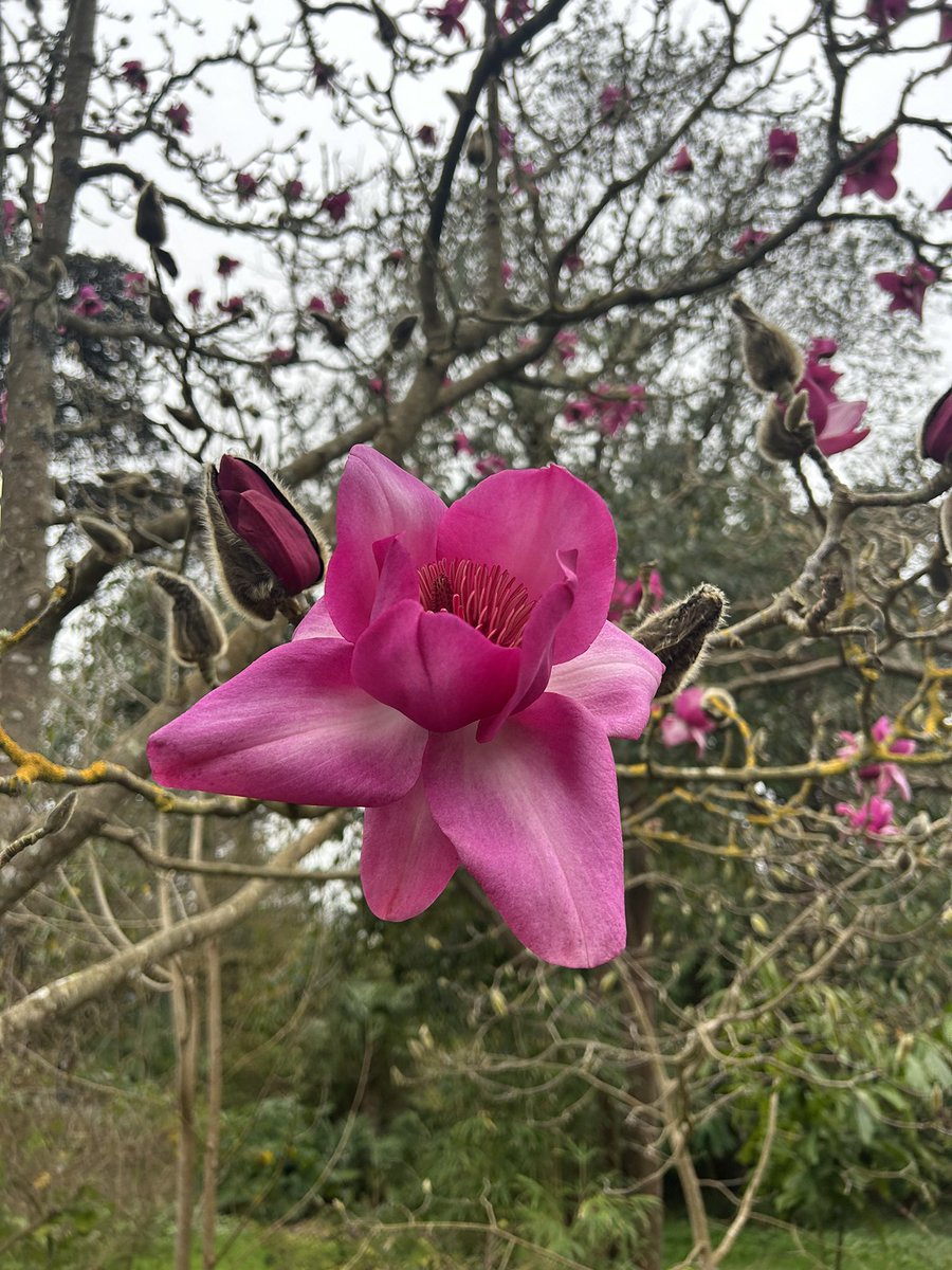 sfhellscape's tweet image. Magnolia bloom 
Golden Gate Park, SF