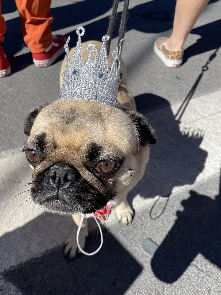 Eventful morning at the Pets of Pima Parade ♥️🐾 made some new friends