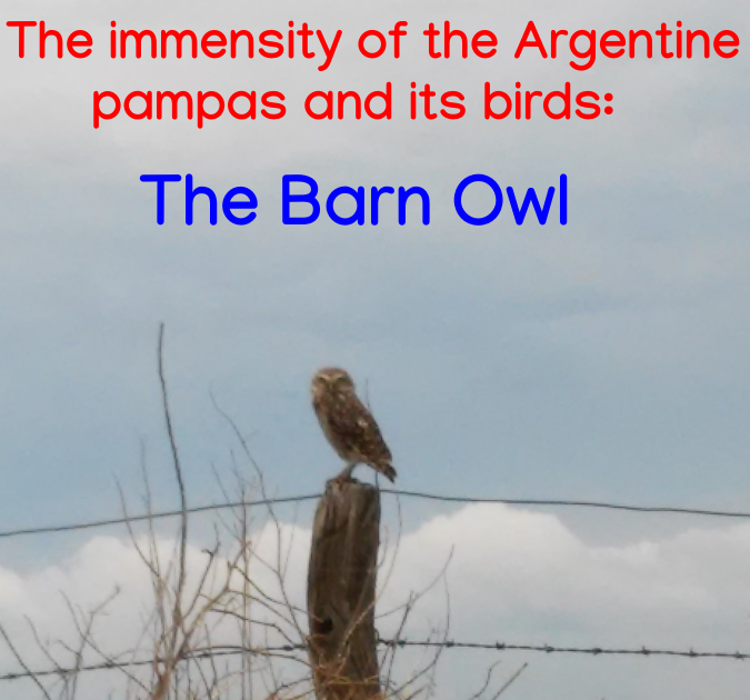 belmaxhugo's tweet photo. La inmensidad de las pampas argentinas y sus aves: la lechuza. https://t.co/ld2vP11Drd https://t.co/Xgj9CiZl8f