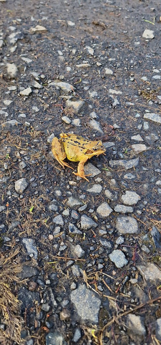 PixieDeeBerrie's tweet photo. 1st frog of the year! So happy!
#frogs #pixieberrie #pixiedee https://t.co/LicpIisC45