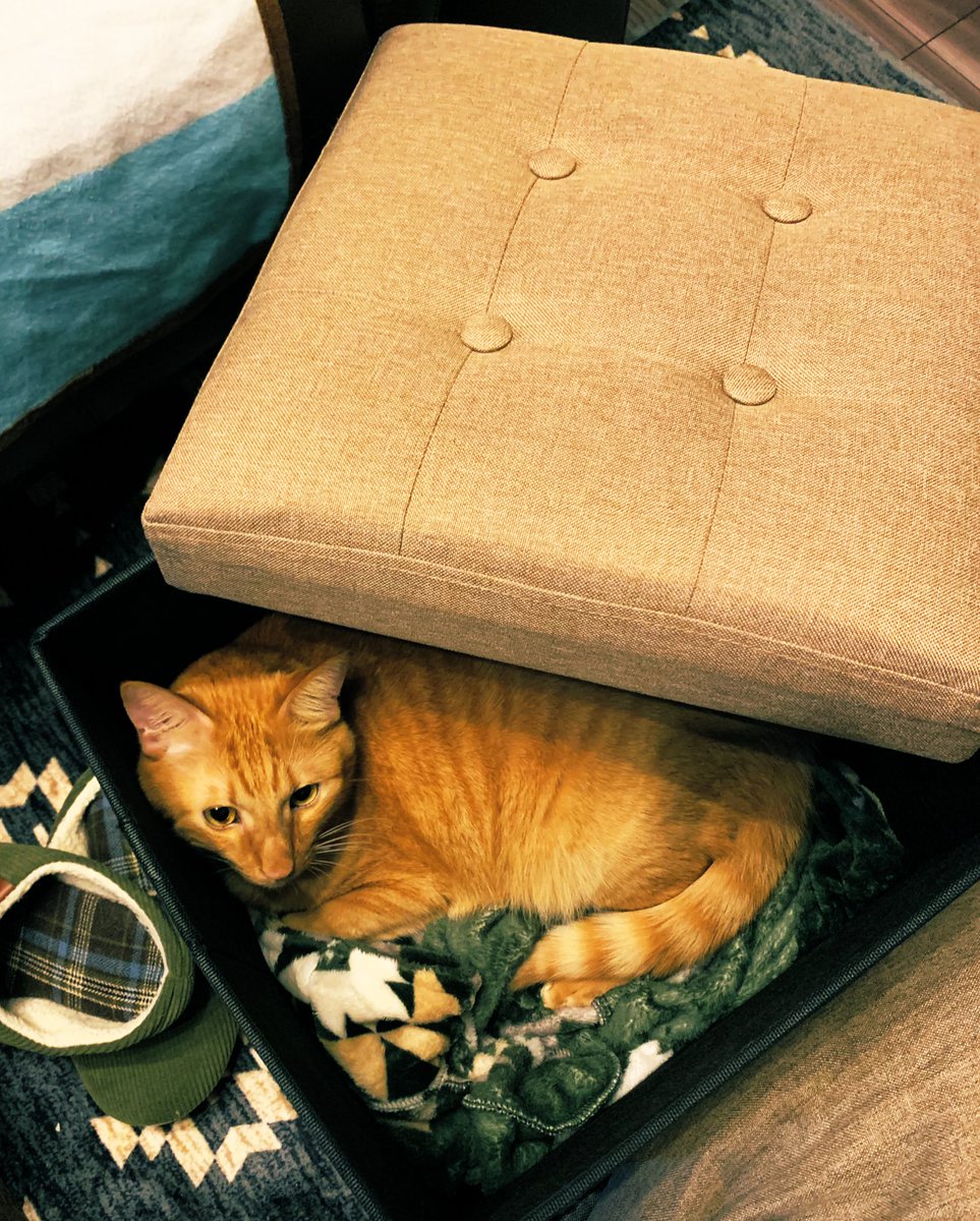 箱入り息子
勝手に入るのです🥹
我が家には箱の椅子が4個ありますが、毎回のように、全てあいてます🥹
#にゃんこの罠
#箱入りにゃんこ
#ごましお
#猫のいる生活