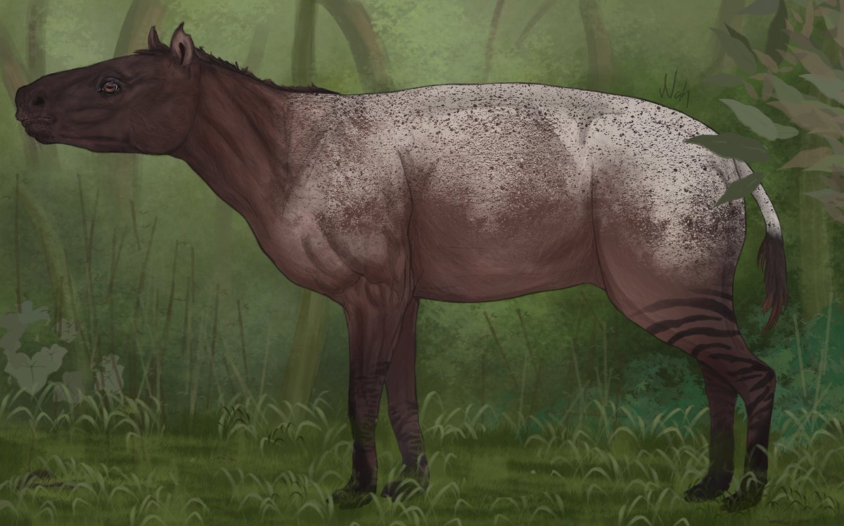 Nahhw90's tweet photo. Eohippus
.
.
.
.
.
.
#paleoart #eohippus #eocene https://t.co/VQk4nhiP6u
