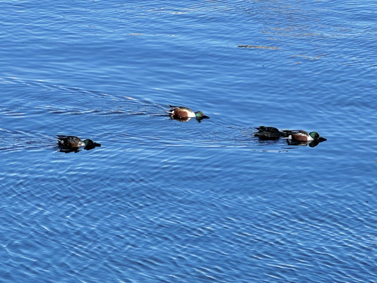 Cara Stofa (@carastofa) on Twitter photo Had a very successful birding day at the reservoir today! Saw common mergansers, hooded mergansers, a red-breasted merganser, buffleheads, coots, the wood duck and mallard pair, ruddy ducks, northern shovelers, and a female red-throated loon. <a href="/BirdCentralPark/">Manhattan Bird Alert</a> Had a very successful birding day at the reservoir today! Saw common mergansers, hooded mergansers, a red-breasted merganser, buffleheads, coots, the wood duck and mallard pair, ruddy ducks, northern shovelers, and a female red-throated loon. <a href="/BirdCentralPark/">Manhattan Bird Alert</a>