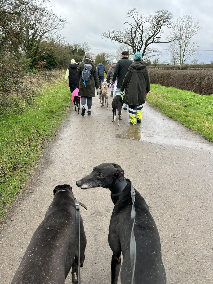 Very successful first Greyhound walk from kennels today. 40 hounds out walking or should I say wading along lane. Great time had by all despite the weather. And practically all retired hounds walked. #retiredgreyhounds #Greyhound #AdoptDontShop #houndsofx