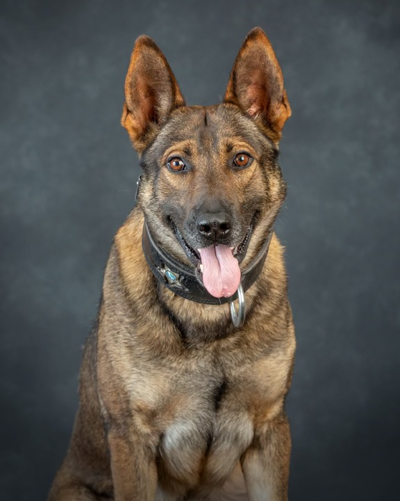 ‘Pray for K9 Leo:’ Marion K9 shot in line of duty 
😢May strength and health swiftly restore, a brave police dog, we admire and adore.
actionnewsjax.com/news/local/pra…
#K9 #dog #police #WaronDrugs #dogsoftwitter #OPLive