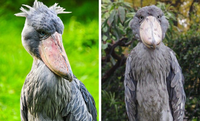 The shoebill is a large, elusive, stalk-like bird with an almost prehistoric appearance due to its oversized shoe-shaped beak. 

They are sometimes referred to as ‘Whaleheads,' for obvious reasons.  

Shoebills can stay motionless for hours, so their prey may not notice them