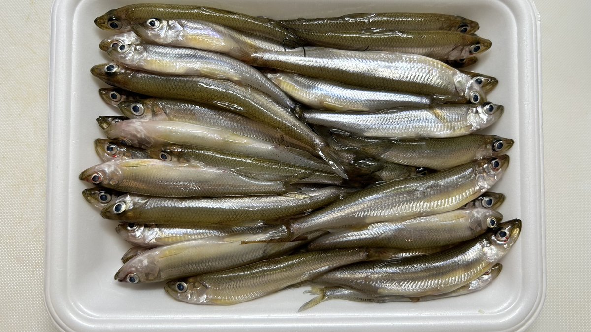 osakanavi's tweet photo. ～おさかナビ担当・椎名記者の夕飯～

「北海道産のワカサギをから揚げにしました🐟
小さい魚��のに、揚げると身がほくほくして
骨も細いからパクパク食べられます☺
から揚げやてんぷらのほか、素焼きや佃煮でもおいしいそうです～
ぜひ旬のワカサギ食べてみてくださいね🐟」 https://t.co/Qx2n2vCjx3