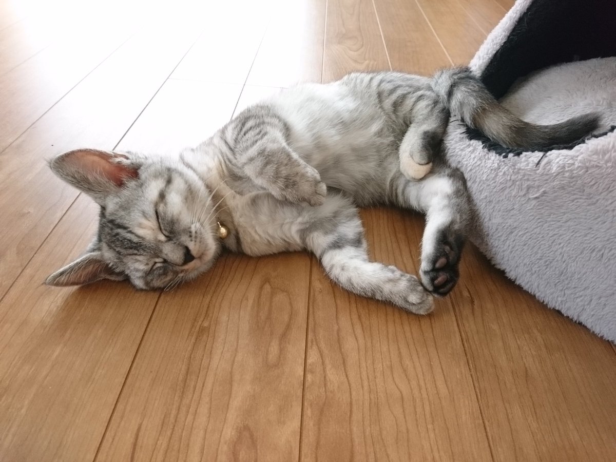 moai85's tweet photo. #尊すぎるスヤスヤにゃんこ
#アニコム https://t.co/Rj1k2DVi6X