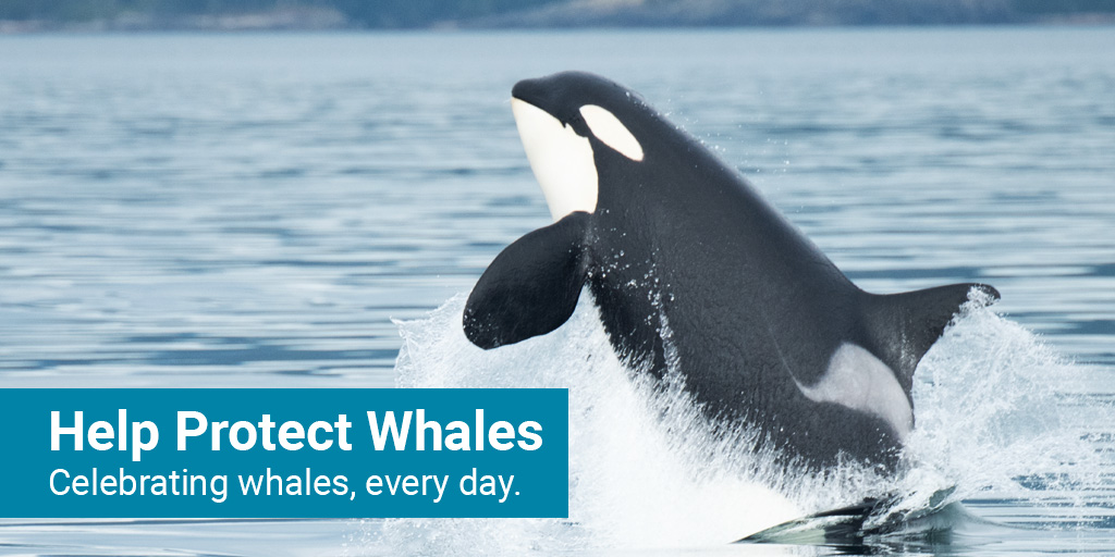 Happy #WorldWhaleDay! Whales are incredible animals, and they need our protection. Head to ocean.org/whales/ to learn more about how we work to protect whales - and how you can help.