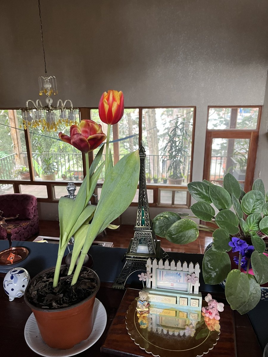 ClaudRu's tweet image. Tulips ❤️😍