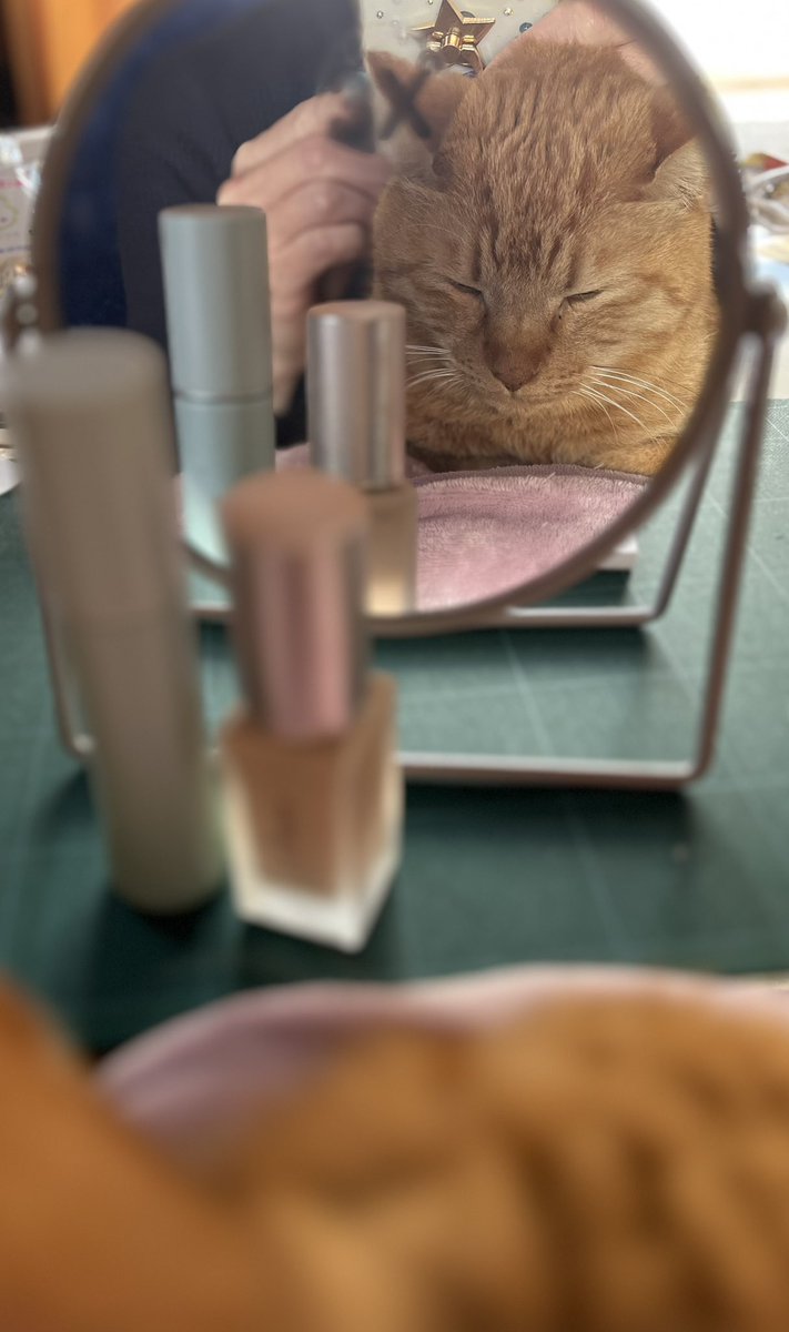 passenyan's tweet photo. なんだと⁉️
推し活〜？
推して推して推しまくれ‼️🔥

ブリオの激励で
いってきますっ💪❤️

#ねこ好きさんと繋がりたい https://t.co/xQqJaAbEZi