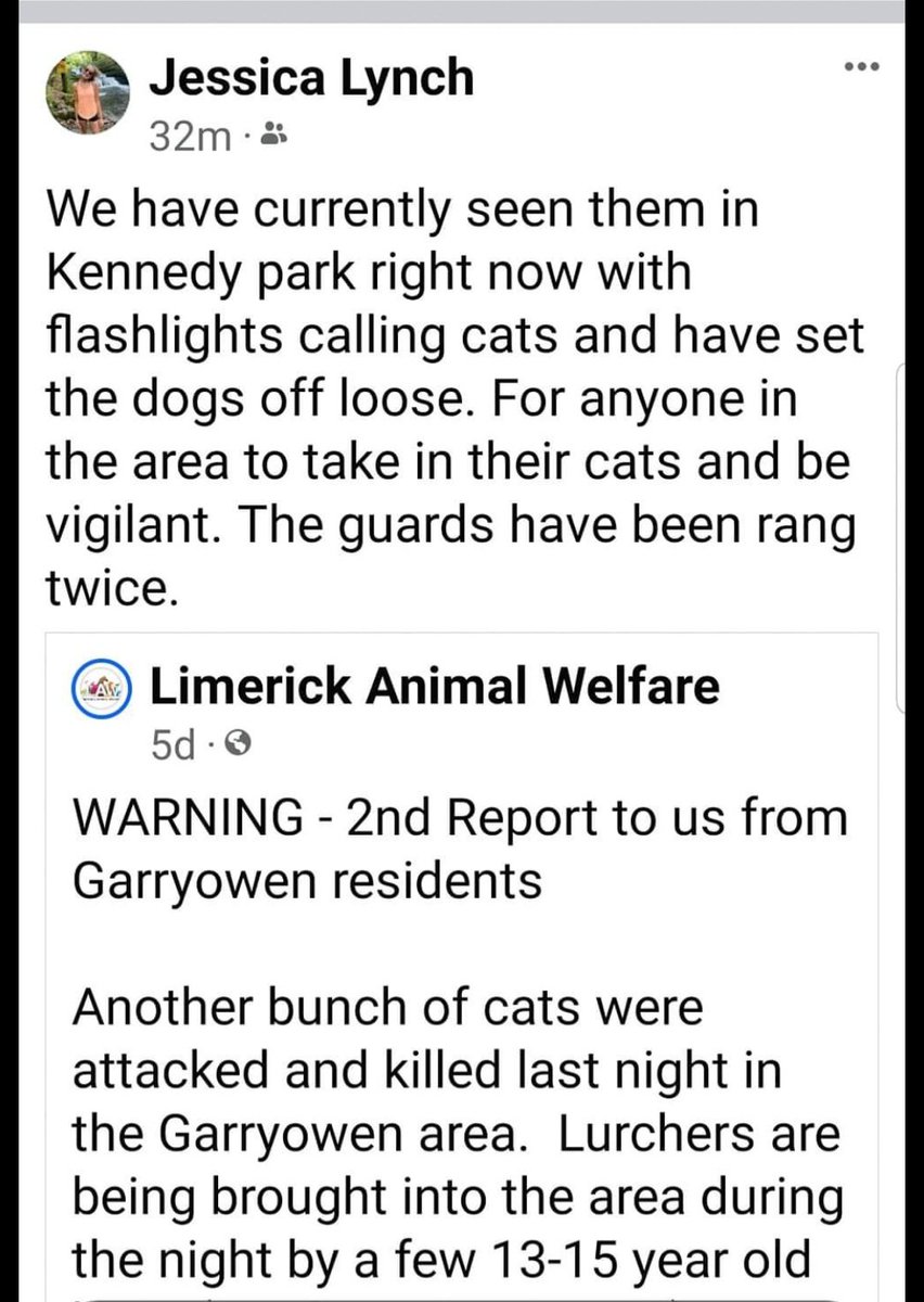 Please mind your cats in #LimerickCity it is like urban lamping 😥 @gardainfo