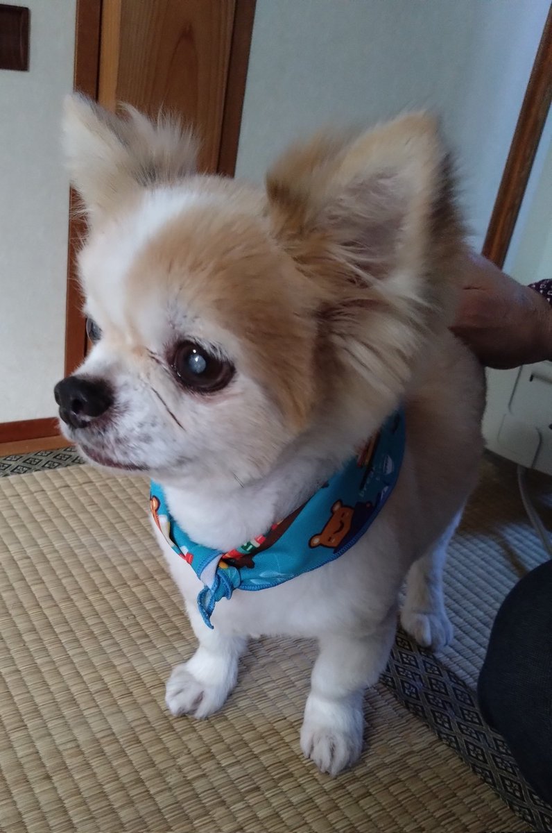 petskojima_9's tweet photo. おはようございます！
🐶カットしてさっぱりしたわん🐶byテト
土曜日テトカットしました！
若く見えるな〜(15歳です)👍
#チワワ　＃トリミング https://t.co/xXG9Vfibcc