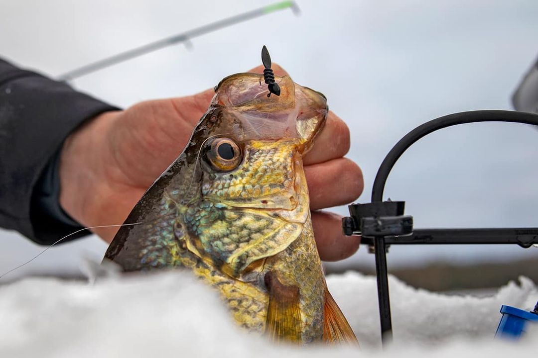 In-Fisherman on X: If there's a time of year when hardwater