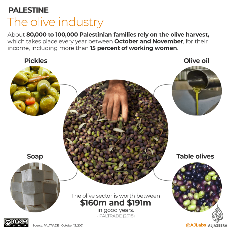 bioloveds's tweet photo. Olive trees and branches, their significance and representation of Palestinian agriculture and the people, a thread!

Going to continue to do these little informative posts throughout the strike, I love learning about their culture &amp; I encourage everyone to do the same! 

🧵🫒 https://t.co/lidA33L1Ag