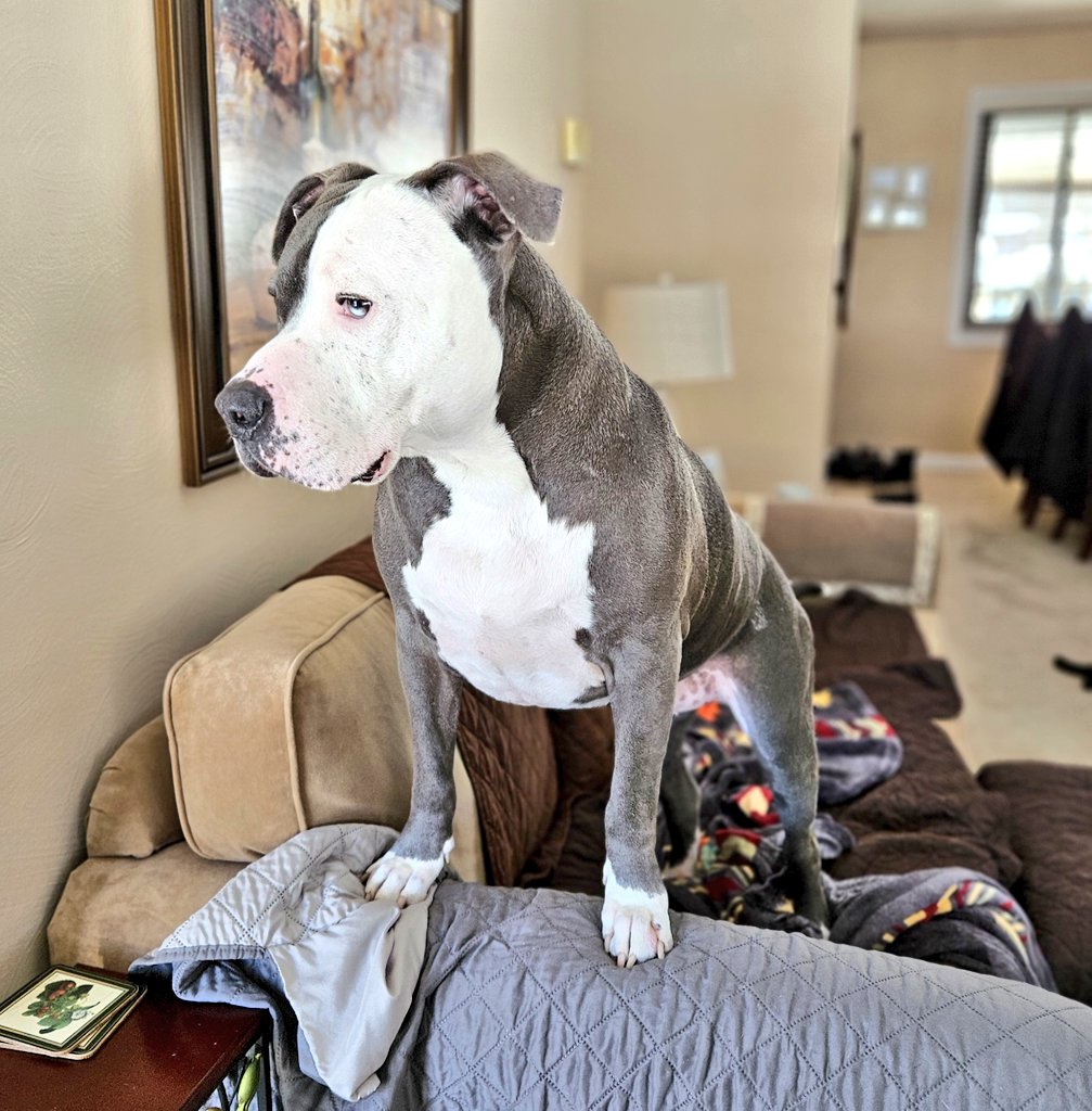 Thor the All American Bully tweet media